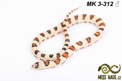 hadi na prodej, mládě, český chov hadů, odchov hadů, mojihadi.cz, Lampropeltis, mexcampb, magmaking, lampropeltis hybrid, lampropeltis mexicana, lampropeltis triangulum campbelli, special snakes, Mexican Kingsnake, Pueblan Milksnake, korálovka